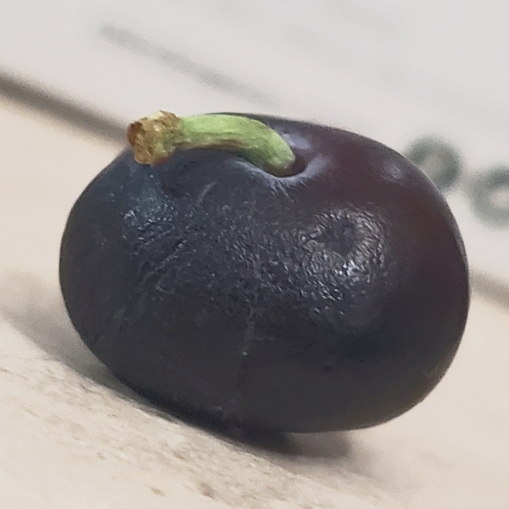 Meet your Posher, Flaccid Blueberry